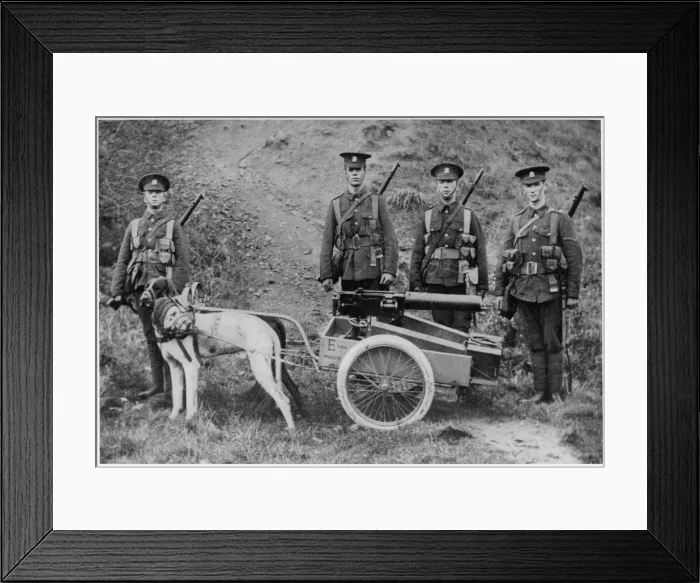 Framed Print : British Dogs and Gun Framed Print : British Dogs and Gun