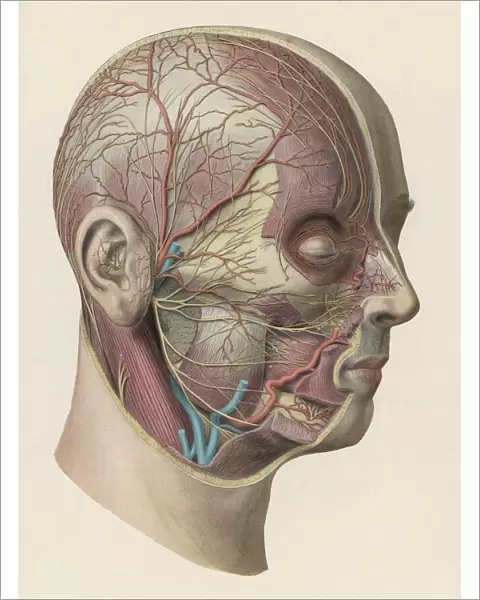 Diagram - Inside of Head