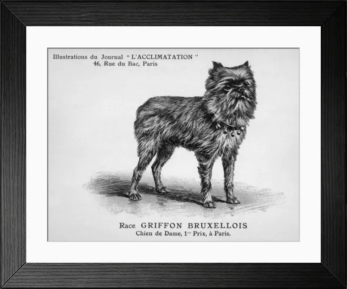 Framed Print : Dog with Bells on Collar Framed Print : Dog with Bells on Collar