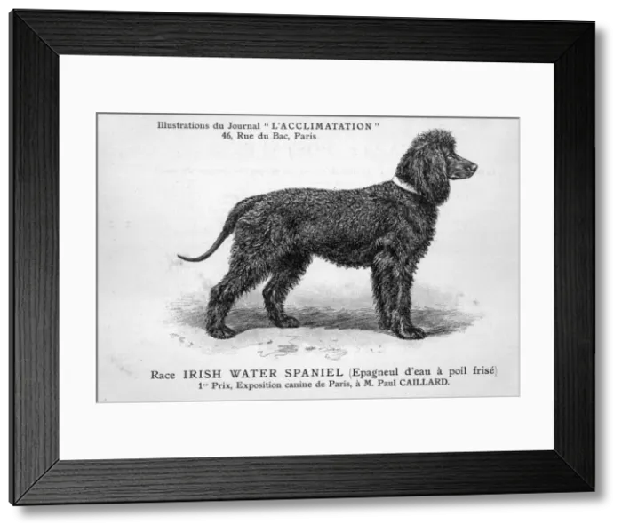 Framed Print : Mahler / Water Spaniel Framed Print : Mahler / Water Spaniel