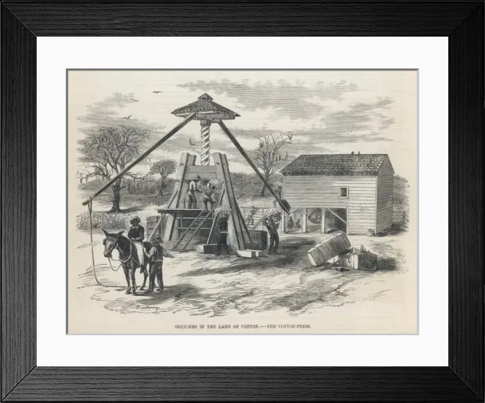 Framed Print : Cotton Processing / USA Framed Print : Cotton Processing / USA