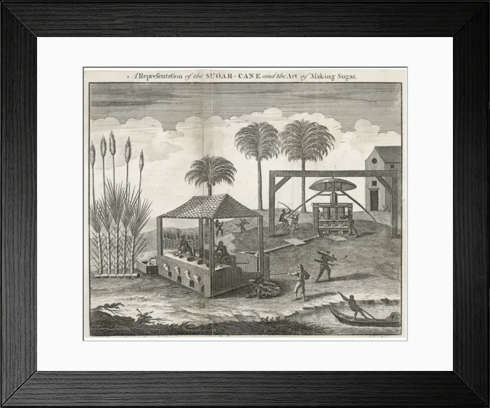 Framed Print : Sugar-Cane-Making Sugar Framed Print : Sugar-Cane-Making Sugar