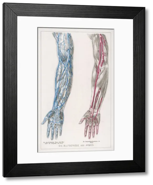 Framed Print : Blood Circulation / Arms Framed Print : Blood Circulation / Arms