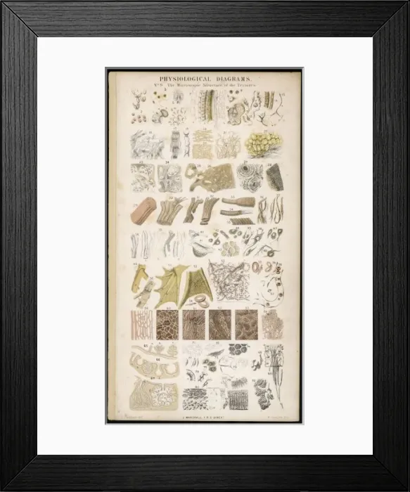 Framed Print : Anatomy / Various Parts Framed Print : Anatomy / Various Parts