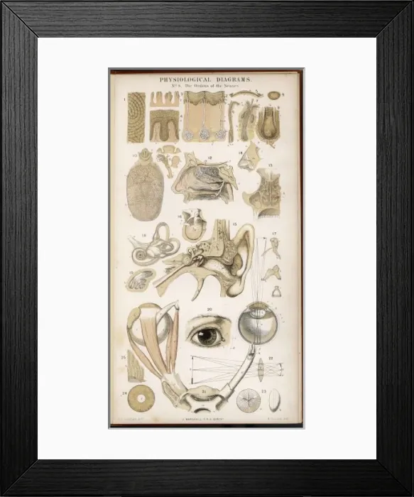 Framed Print : Organs of the Senses Framed Print : Organs of the Senses