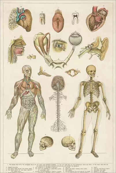 Anatomy  /  Various Parts