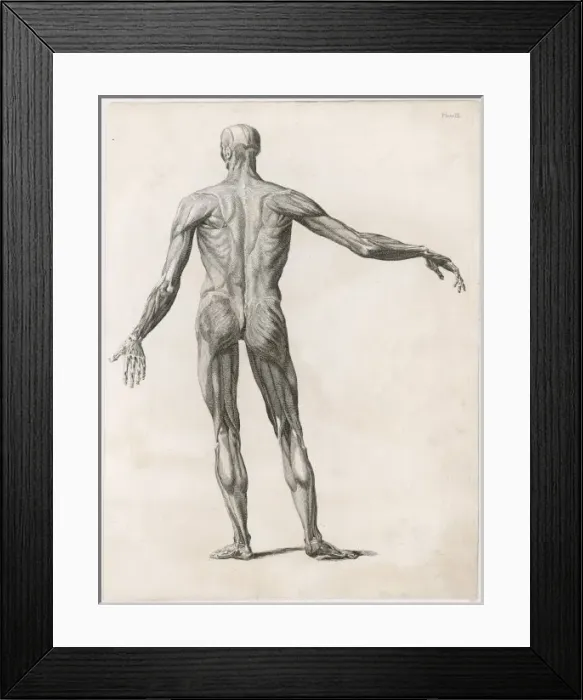 Framed Print : Anatomy / Muscles / Body Framed Print : Anatomy / Muscles / Body