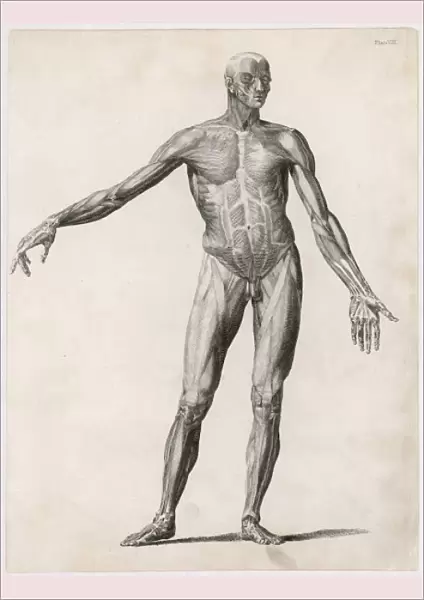 Anatomy  /  Muscles  /  Body