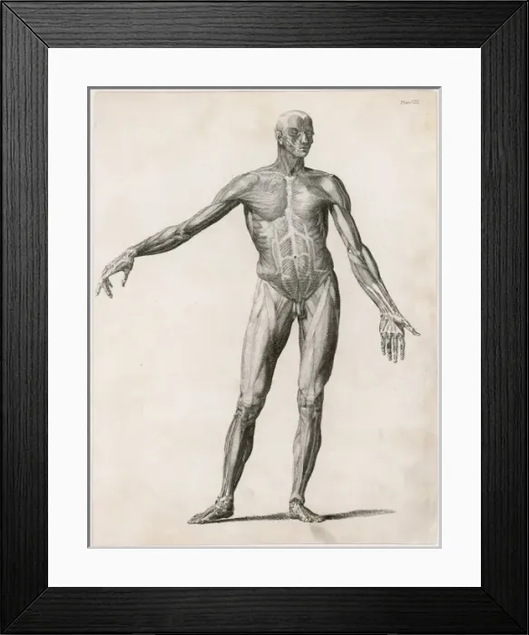 Framed Print : Anatomy / Muscles / Body Framed Print : Anatomy / Muscles / Body