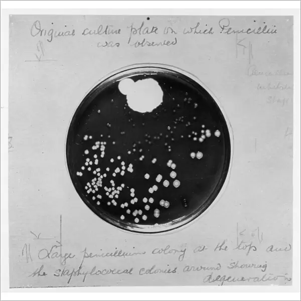 Penicillin Culture  /  1929