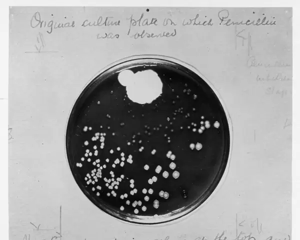 Penicillin Culture  /  1929