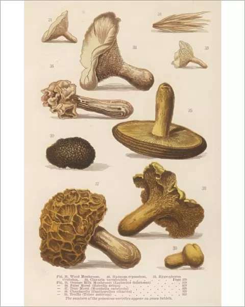 Mushrooms Walsh 31-39