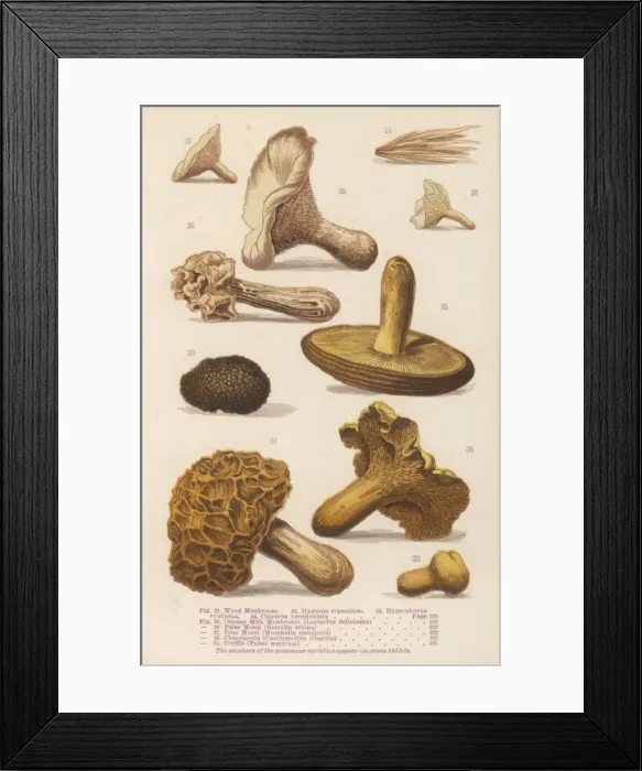 Framed Print : Mushrooms Walsh 31-39 Framed Print : Mushrooms Walsh 31-39