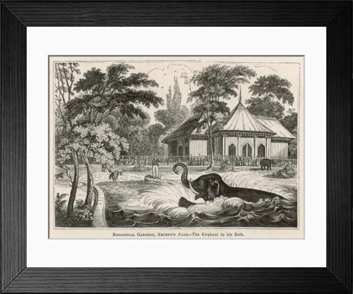 Framed Print : Elephants Bathing C1840 Framed Print : Elephants Bathing C1840