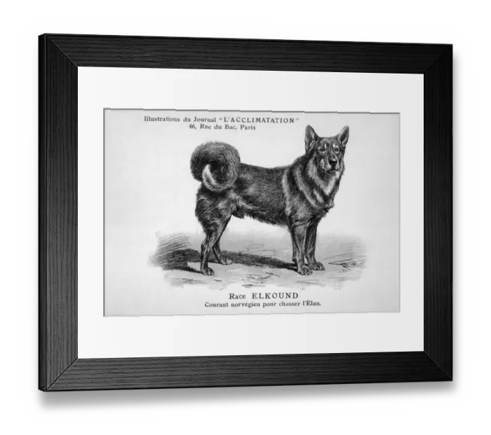 Framed Print : Mahler / Elkhound Framed Print : Mahler / Elkhound