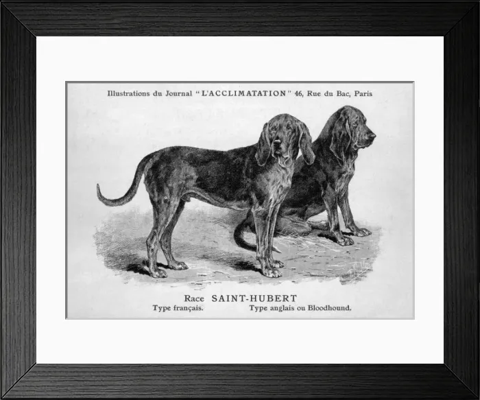 Framed Print : Mahler / Bloodhounds Framed Print : Mahler / Bloodhounds