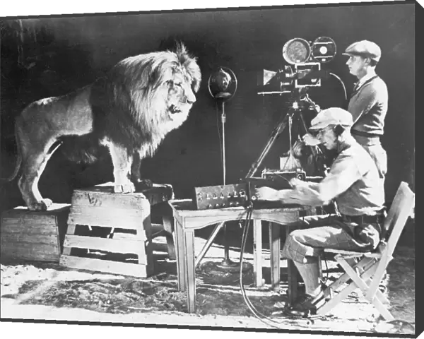 MGM LION. Recording Leo the Lions famous roar for MGM (Metro Goldwyn Mayer) Studios