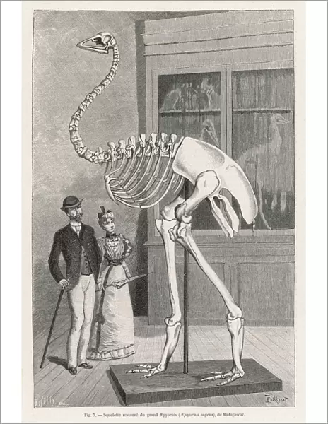 Aepyornis Skeleton