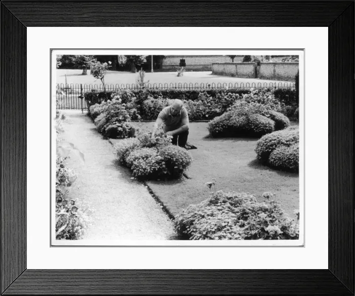 Framed Print : Man Tending Garden Framed Print : Man Tending Garden