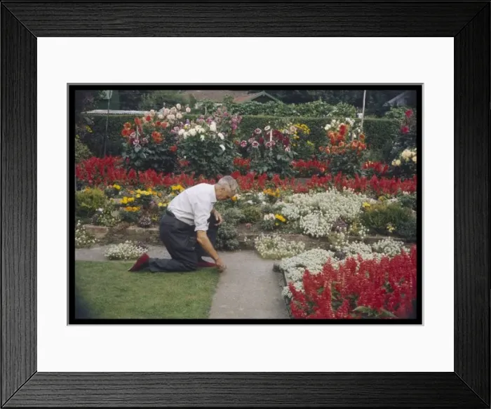 Framed Print : Man Tending Garden Framed Print : Man Tending Garden