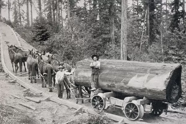 Logging Railway  /  1904