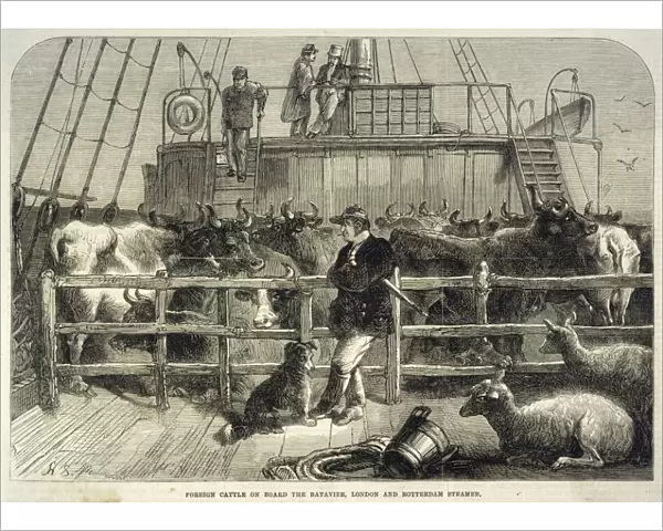 Importing Cattle 1865