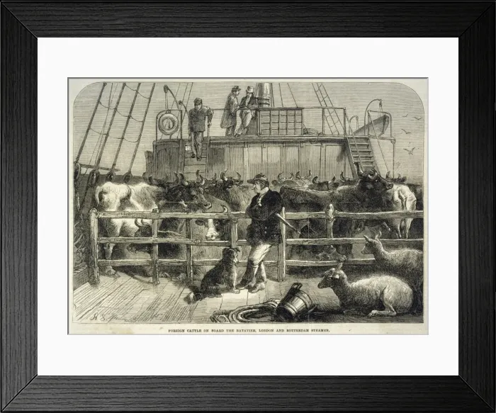 Framed Print : Importing Cattle 1865 Framed Print : Importing Cattle 1865