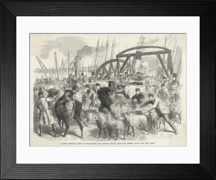 Framed Print : Imported Cattle at Docks Framed Print : Imported Cattle at Docks