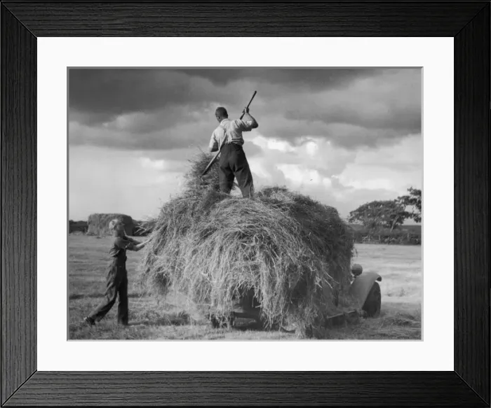 Framed Print : Modern Haymaking / 1950 Framed Print : Modern Haymaking / 1950