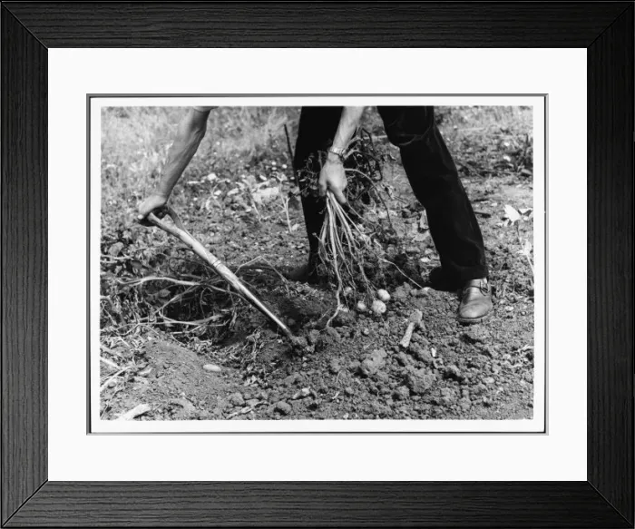 Framed Print : Lifting Potatoes / 1960S Framed Print : Lifting Potatoes / 1960S