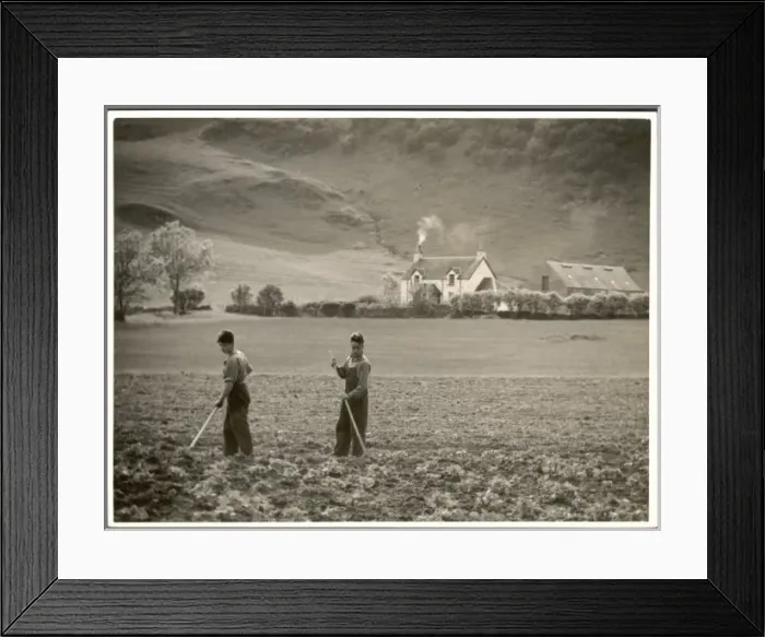 Framed Print : Cultivating Lettuce Framed Print : Cultivating Lettuce