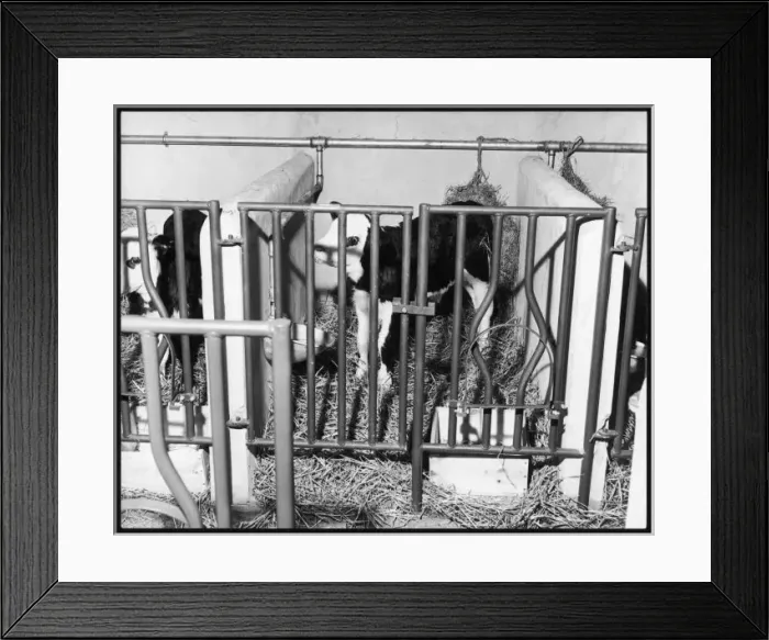 Framed Print : Calf-Rearing Unit  /  1963