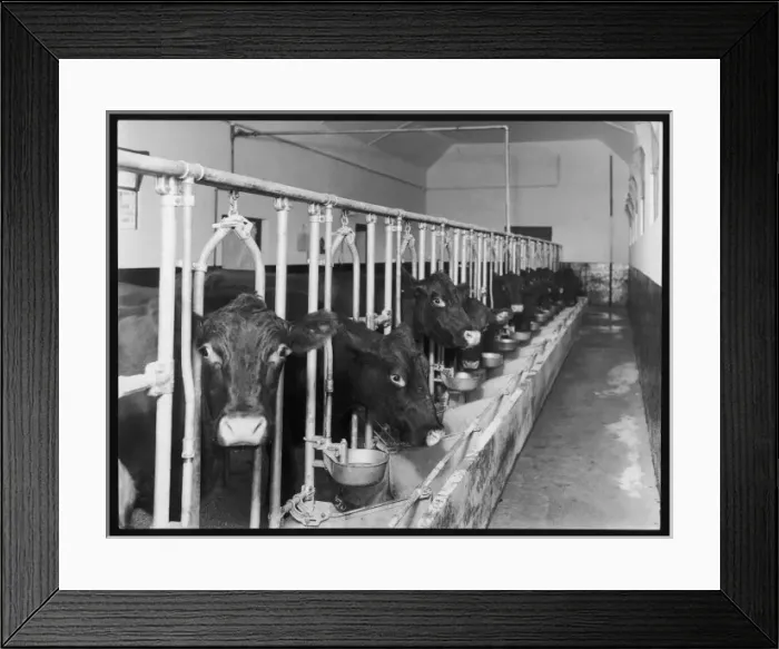 Framed Print : Dairy Cows / Feeding Time Framed Print : Dairy Cows / Feeding Time