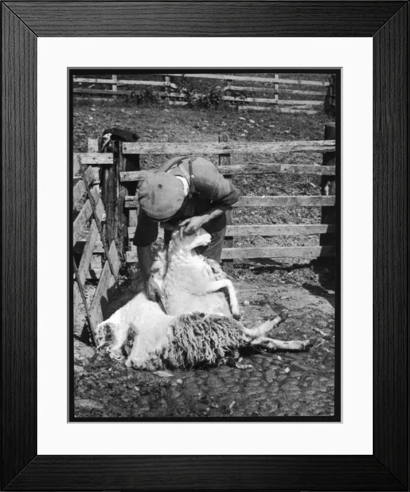 Framed Print : Sheep Shearing / Scotland Framed Print : Sheep Shearing / Scotland