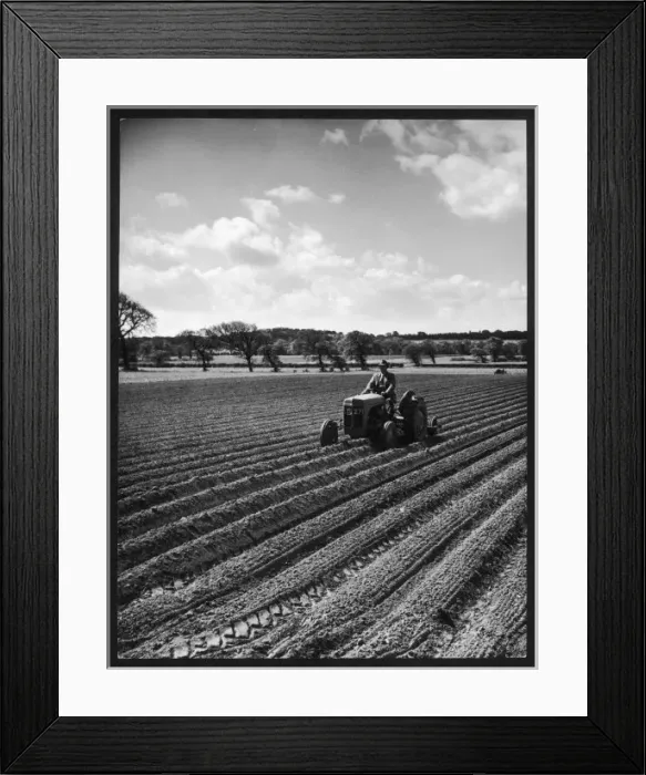 Framed Print : Rolling Potatoes / C. 1950 Framed Print : Rolling Potatoes / C. 1950
