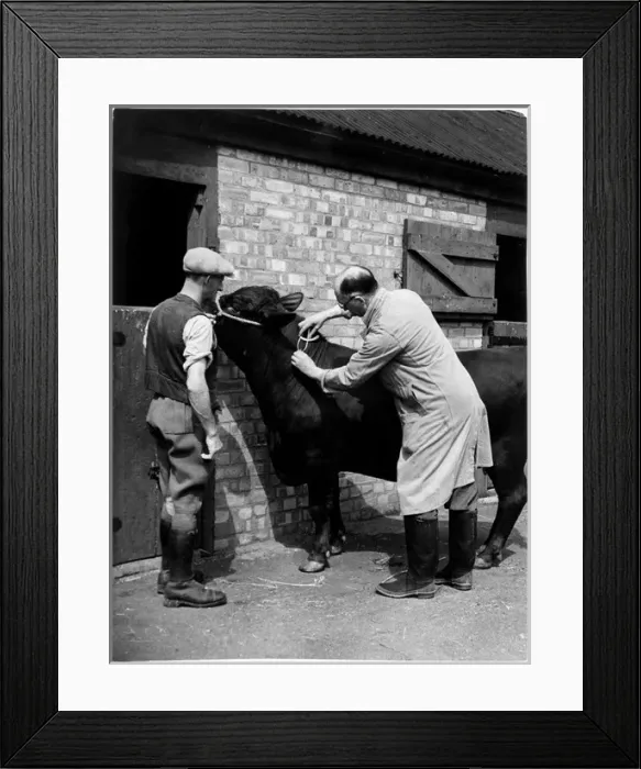 Framed Print : Vet Gives Tb Jab to Cow Framed Print : Vet Gives Tb Jab to Cow