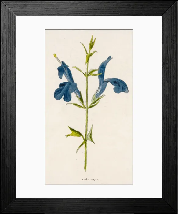 Framed Print : BLUE SAGE Framed Print : BLUE SAGE