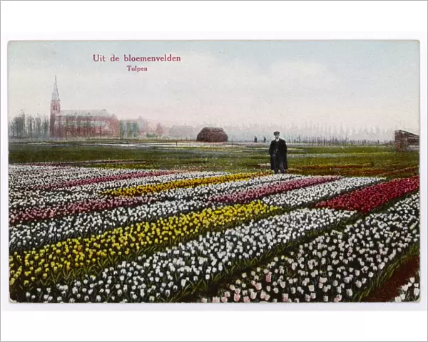 Tulip Fields, Dutch