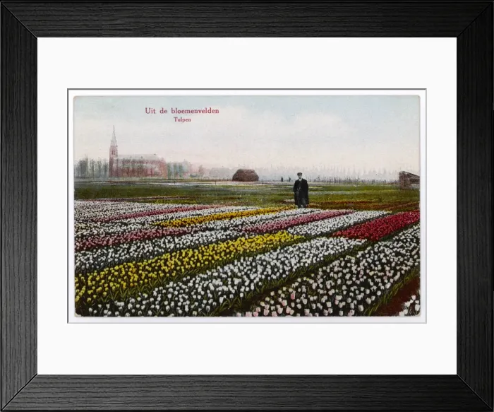 Framed Print : Tulip Fields, Dutch Framed Print : Tulip Fields, Dutch