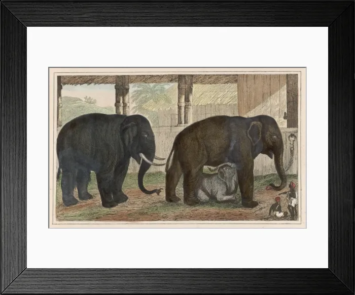 Framed Print : Elephant Family Framed Print : Elephant Family