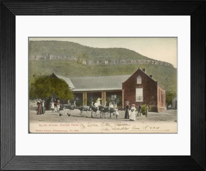 Framed Print : Ostrich Farm Postcard Framed Print : Ostrich Farm Postcard