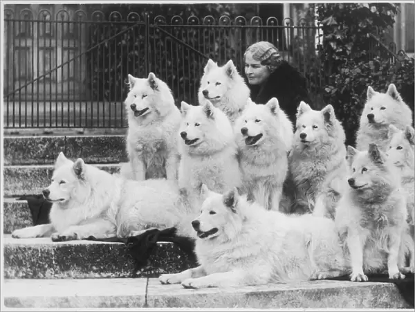 M Keyte Perry and Samoyeds