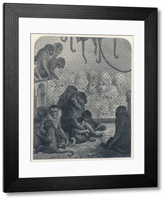 Framed Print : Monkeys and Sightseers Framed Print : Monkeys and Sightseers