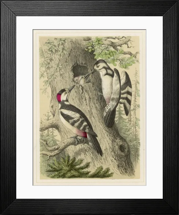 Framed Print : Great Spotted Woodpecker