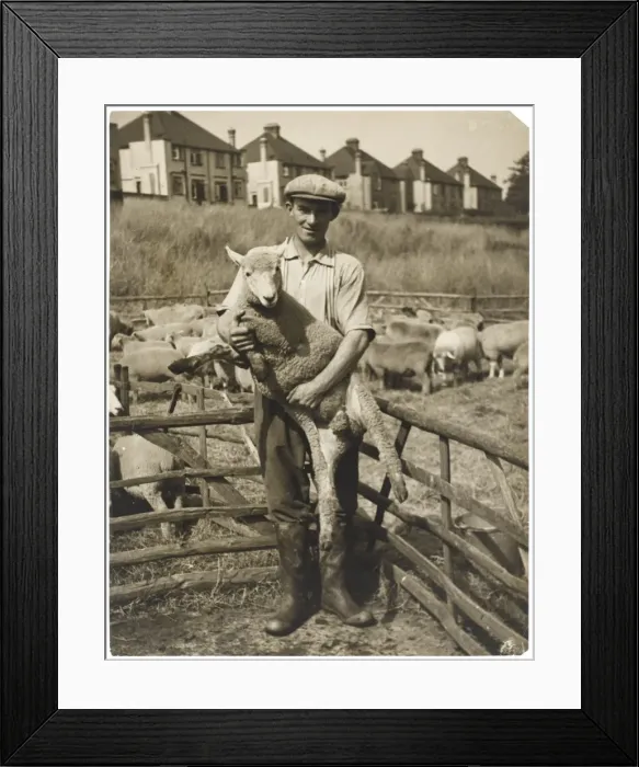 Framed Print : How to Hold Sheep Framed Print : How to Hold Sheep