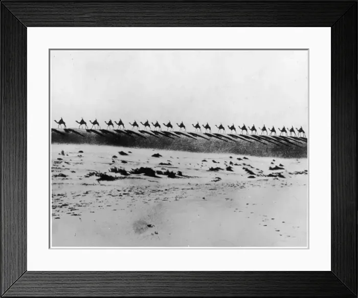 Framed Print : Camel Train Cross Sahara Framed Print : Camel Train Cross Sahara