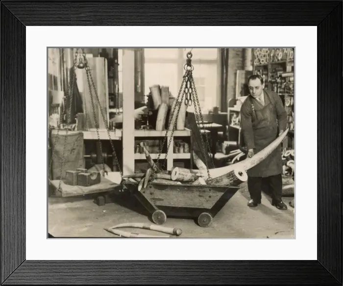 Framed Print : Weighing Ivory Tusks Framed Print : Weighing Ivory Tusks