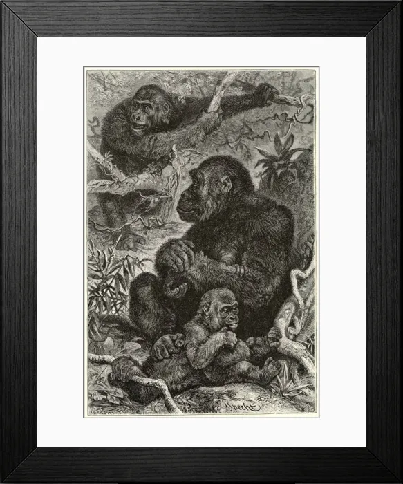 Framed Print : Gorillas at Home Framed Print : Gorillas at Home