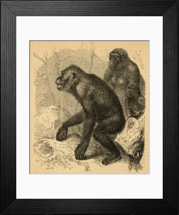 Framed Print : A Family of Gorillas Framed Print : A Family of Gorillas