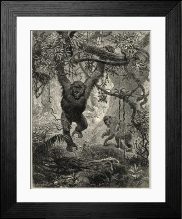 Framed Print : Gorillas in the Jungle Framed Print : Gorillas in the Jungle